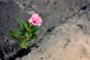 Bloom in the crack